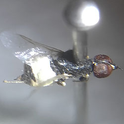 Nemotelus pantherinus